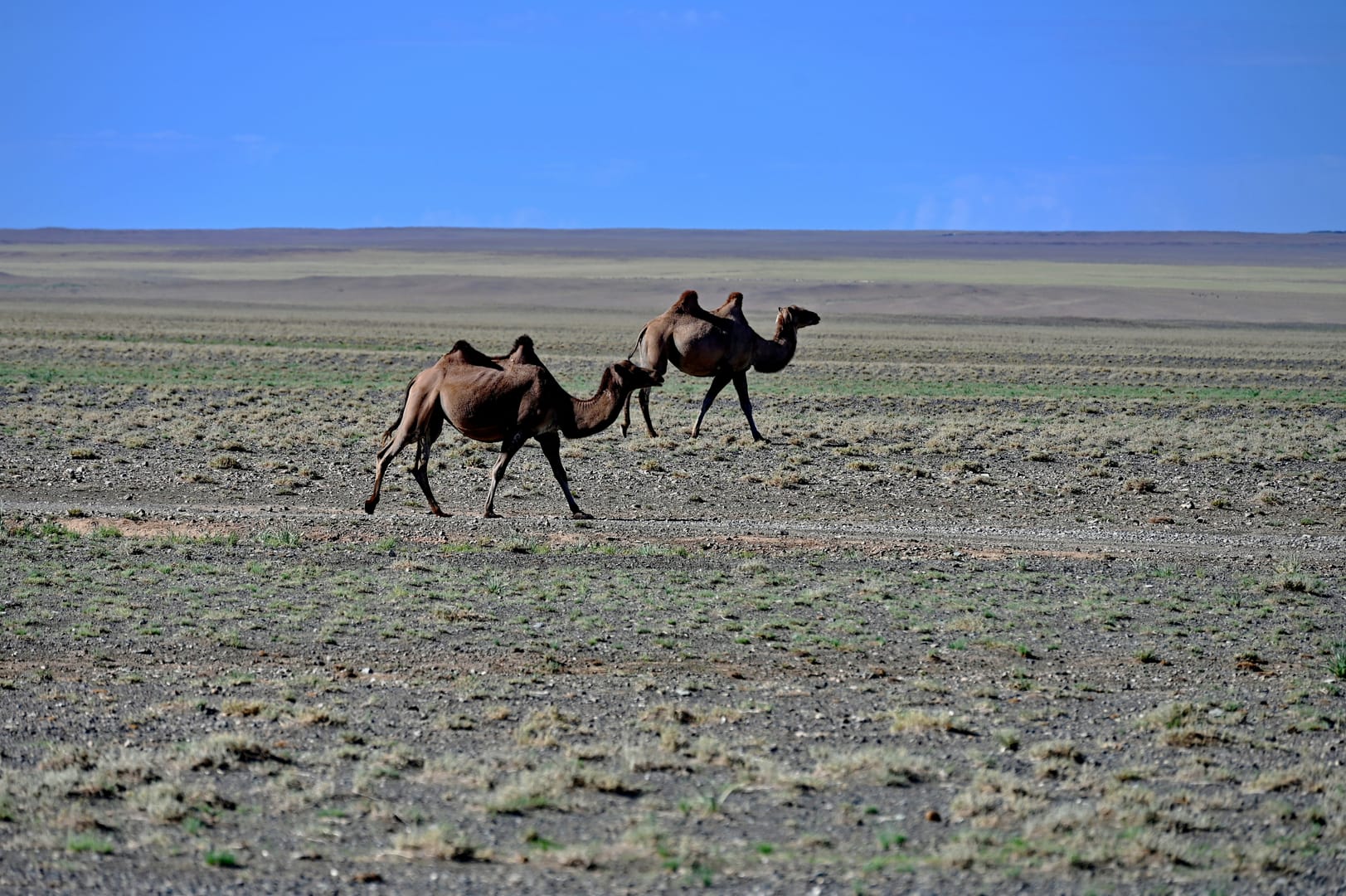 Bactrian Camel Crossing The Gobi Desert Beneath Vast Spring Skies