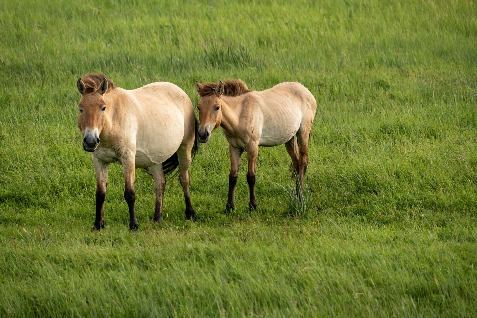 Mongolian Horses Grazing Across Lush Grasslands During Warm Summer Days