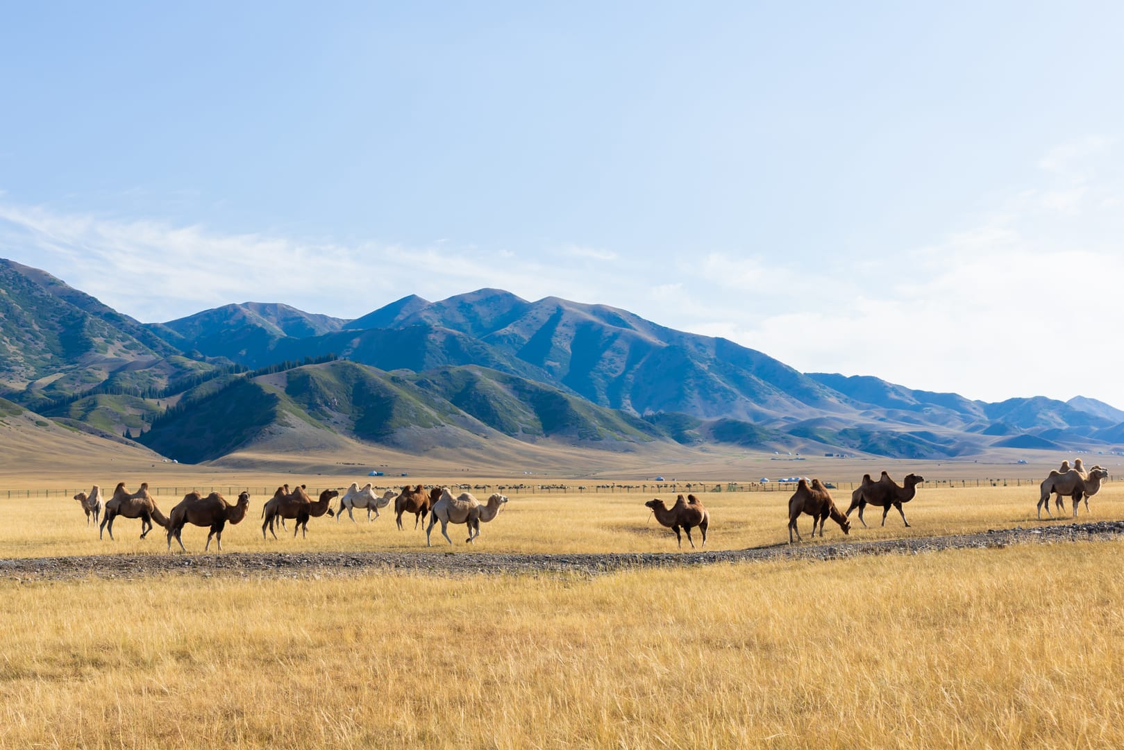 Bactrian Camels Crossing Vast Mongolian Landscapes Beneath Open Skies