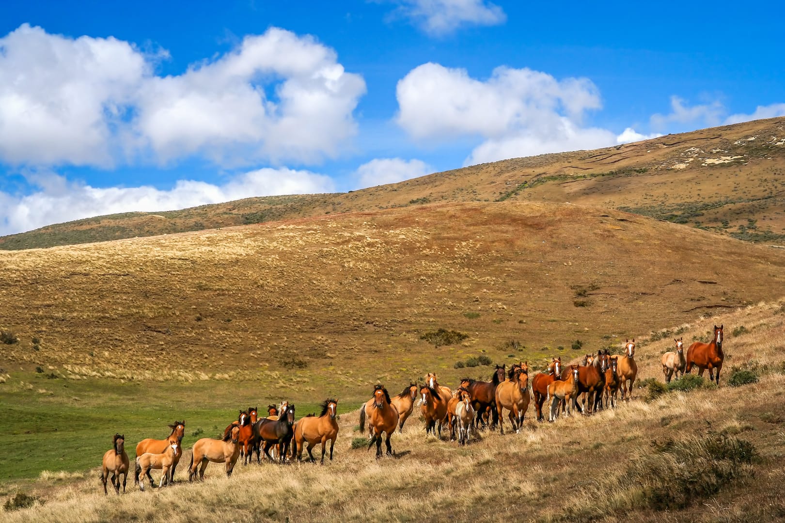 Mongolian Steppe Stretching Endlessly Beneath Vast Open Skies